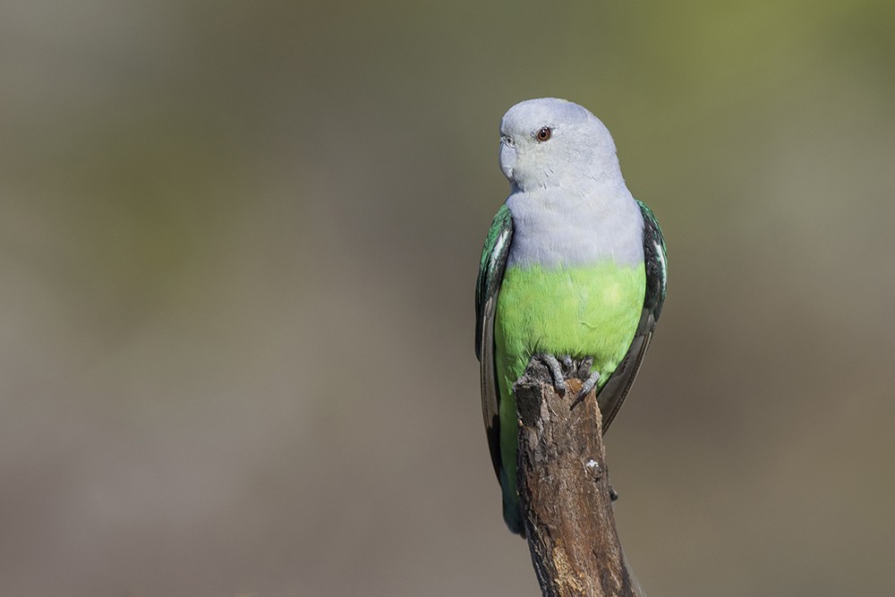 Gray-headed Lovebird - ML32454021