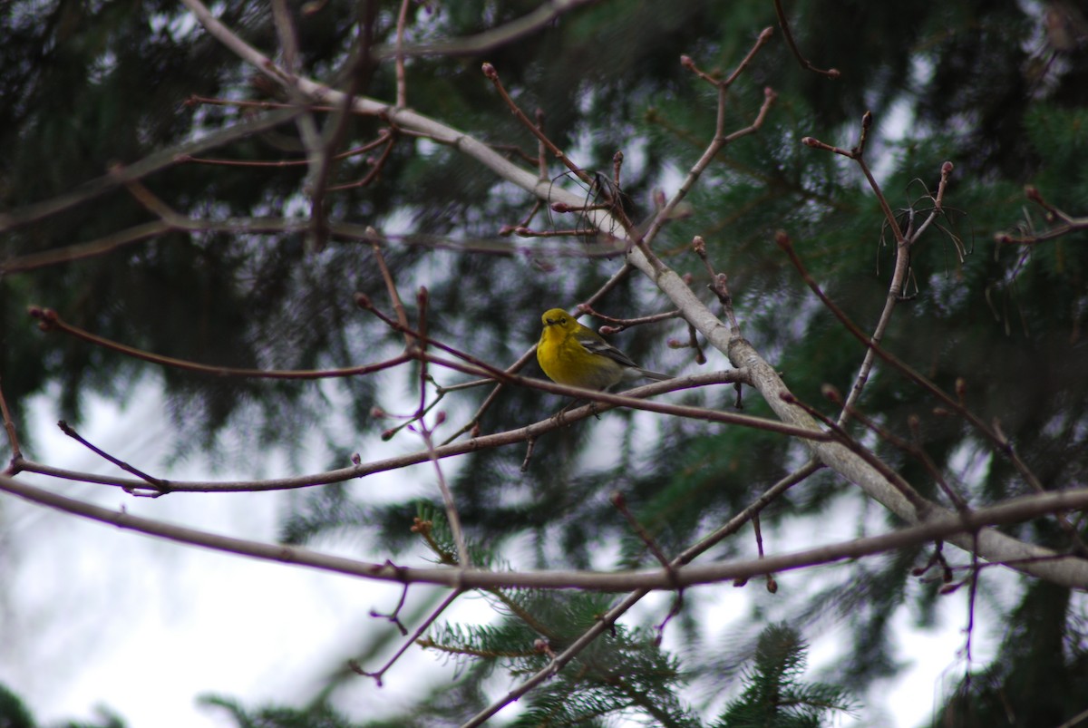 Pine Warbler - ML324540551