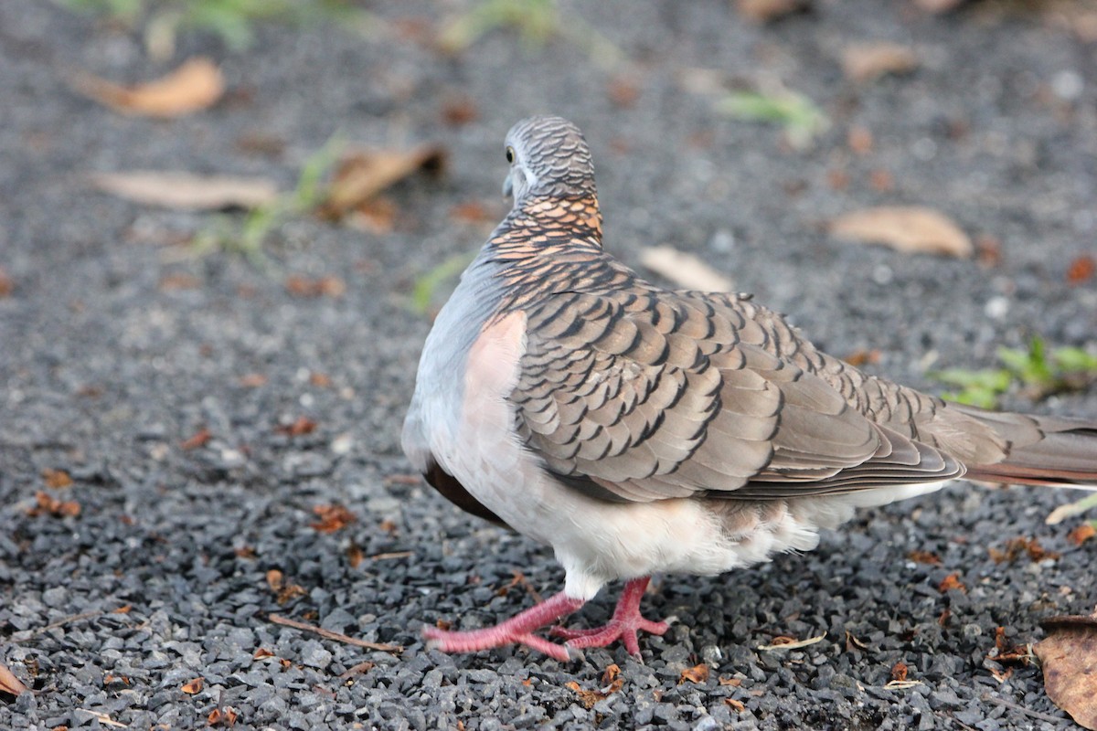 Bar-shouldered Dove - ML324540741