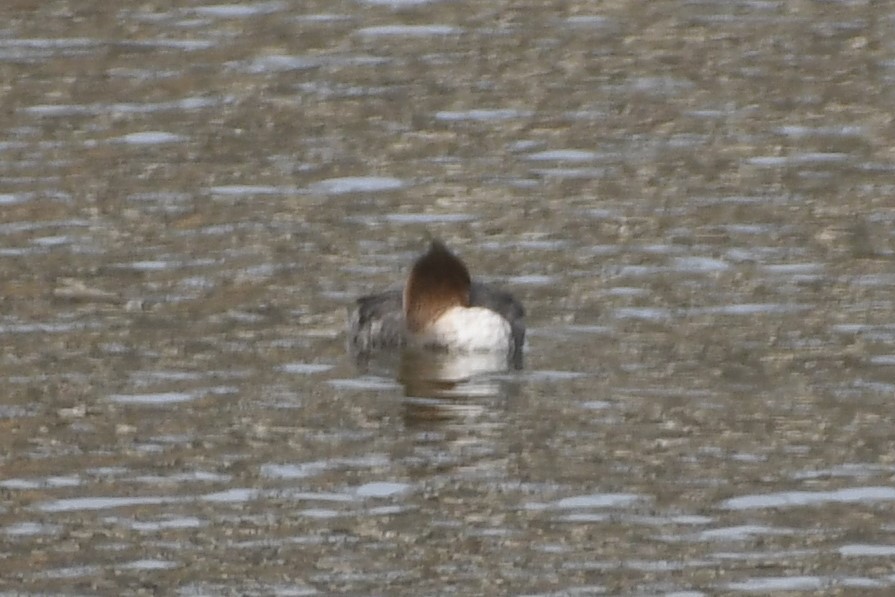 Red-breasted Merganser - ML324540881