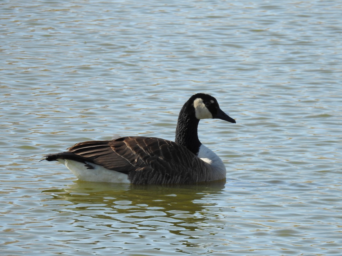 Canada Goose - ML324540901