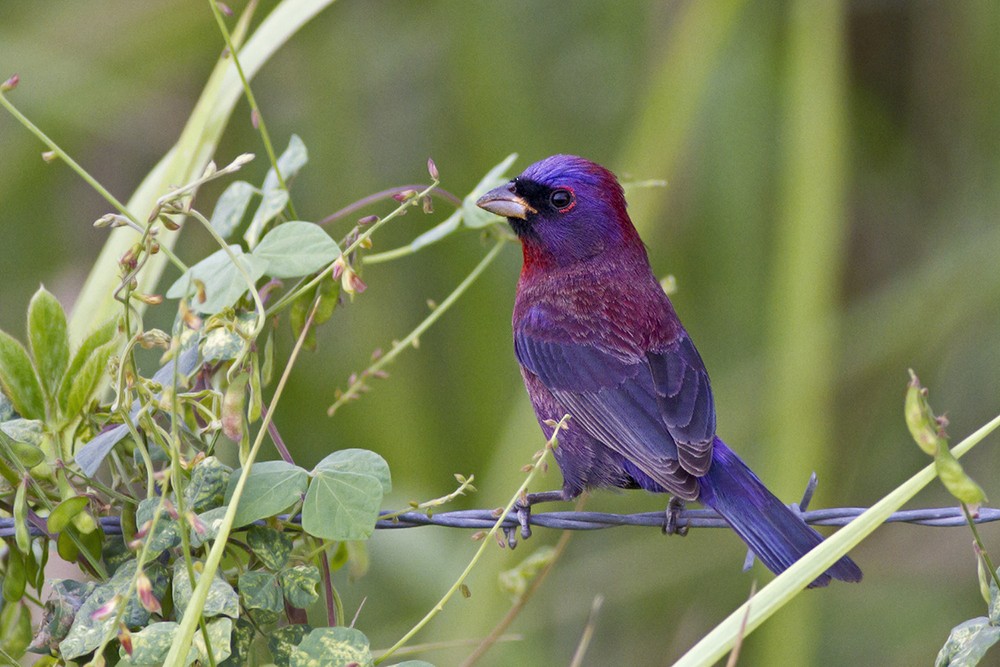 Varied Bunting - ML32454261