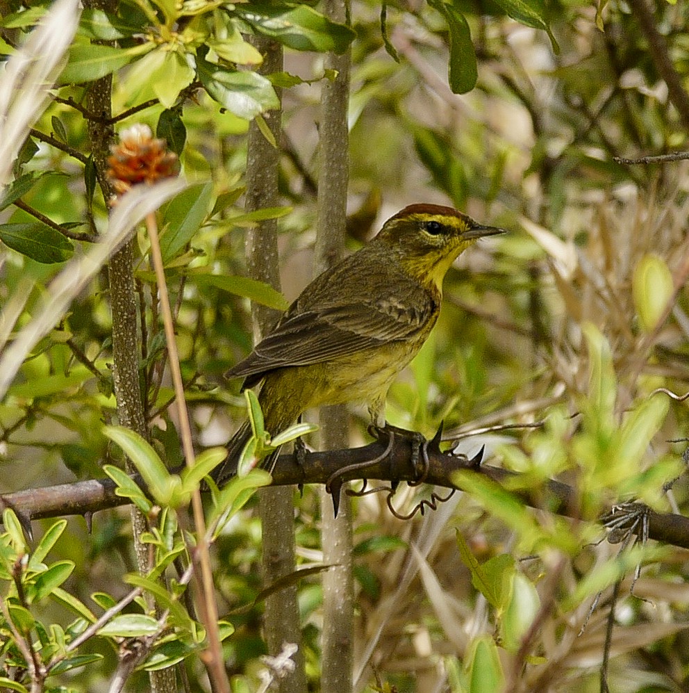 Paruline à couronne rousse - ML324542651