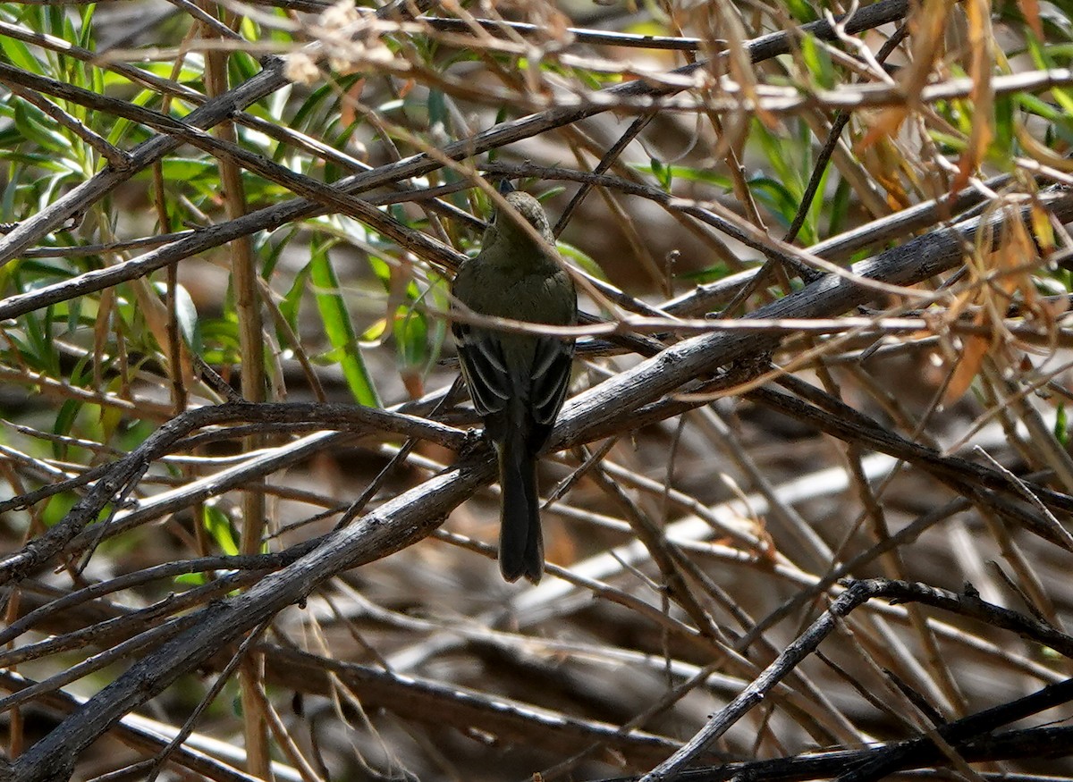 Western Flycatcher (Pacific-slope) - Nic Korte