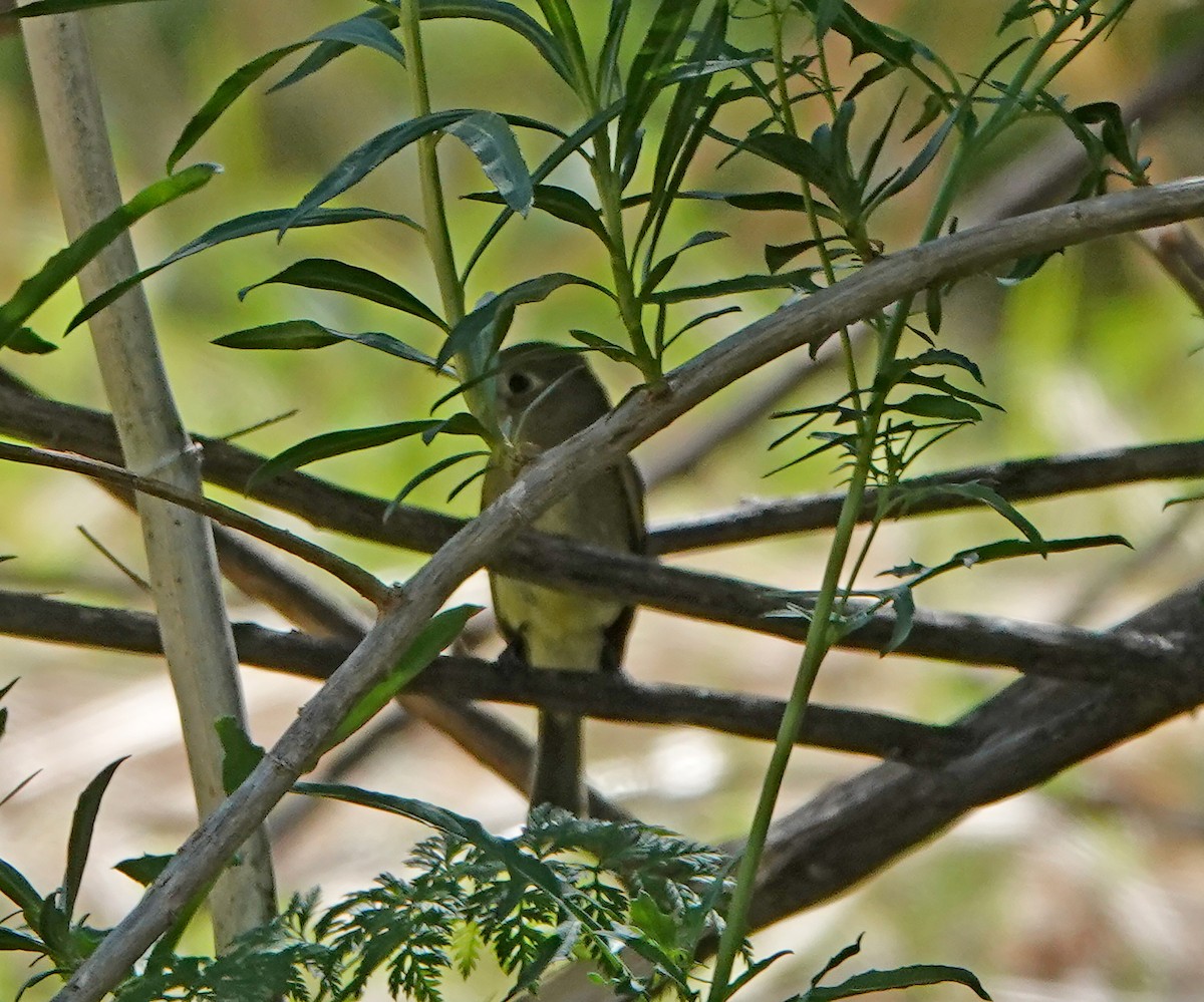 Western Flycatcher (Pacific-slope) - ML324543281