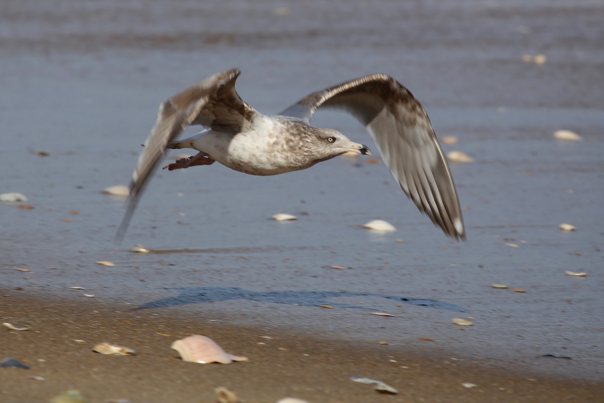 Herring Gull (American) - Rob Bielawski