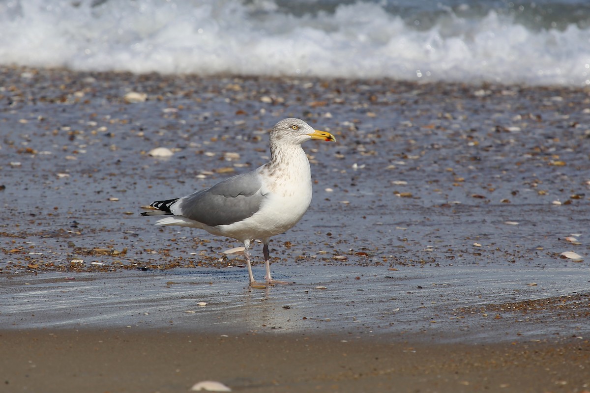 Goéland argenté (smithsonianus) - ML324543581