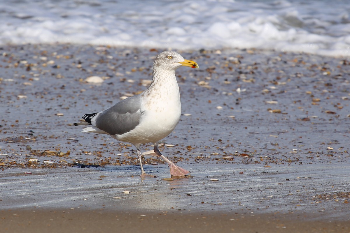 Herring Gull (American) - ML324543601