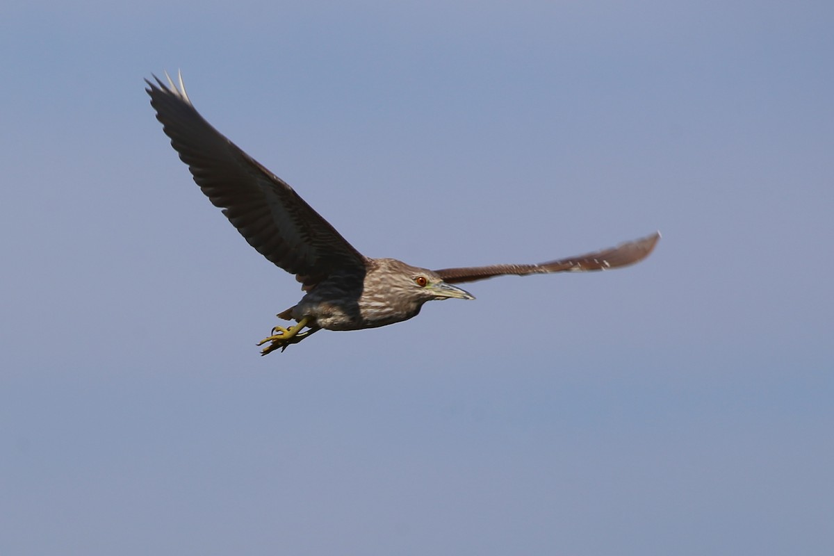 Black-crowned Night Heron - ML324543651