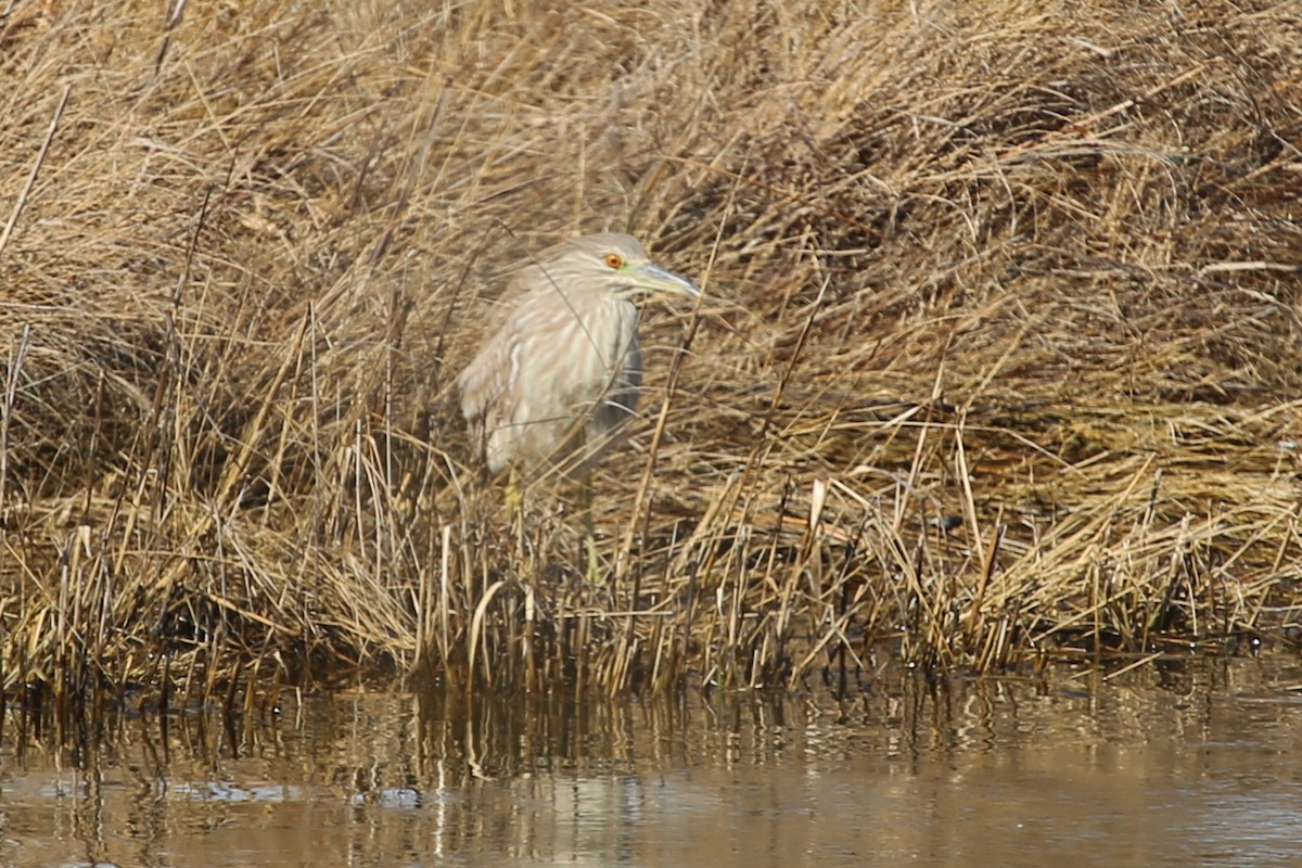 Black-crowned Night Heron - ML324543671