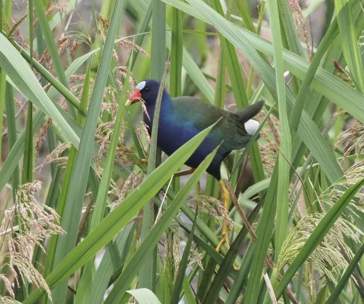 Purple Gallinule - Yve Morrell