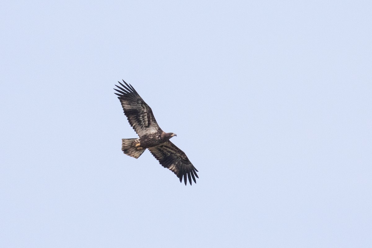 Bald Eagle - ML324544541