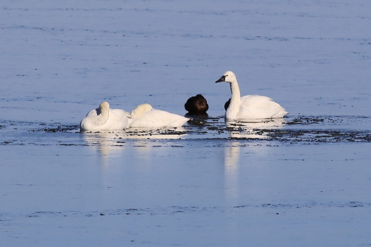 Cygne siffleur - ML324545261