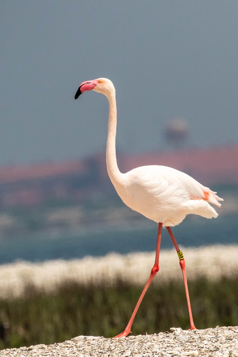 Greater Flamingo - ML324545521