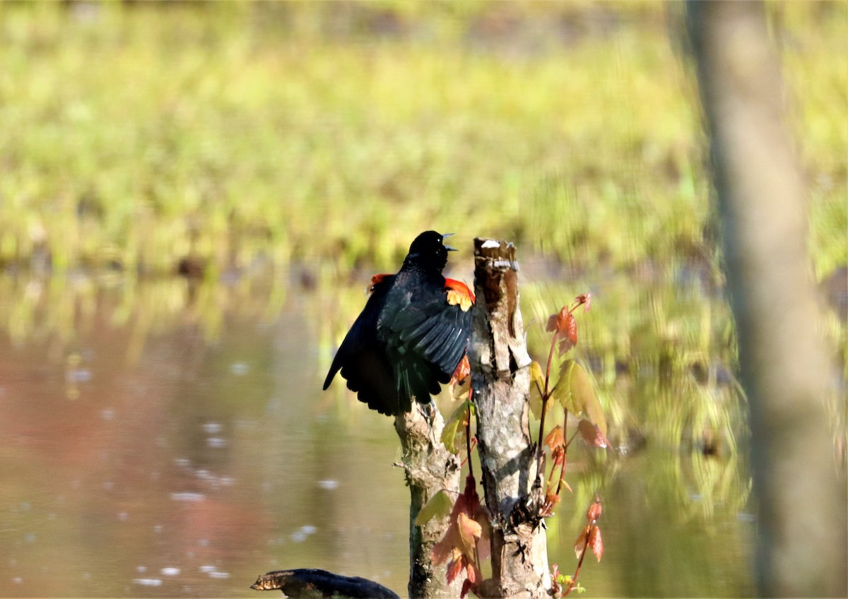 Red-winged Blackbird - ML324546671