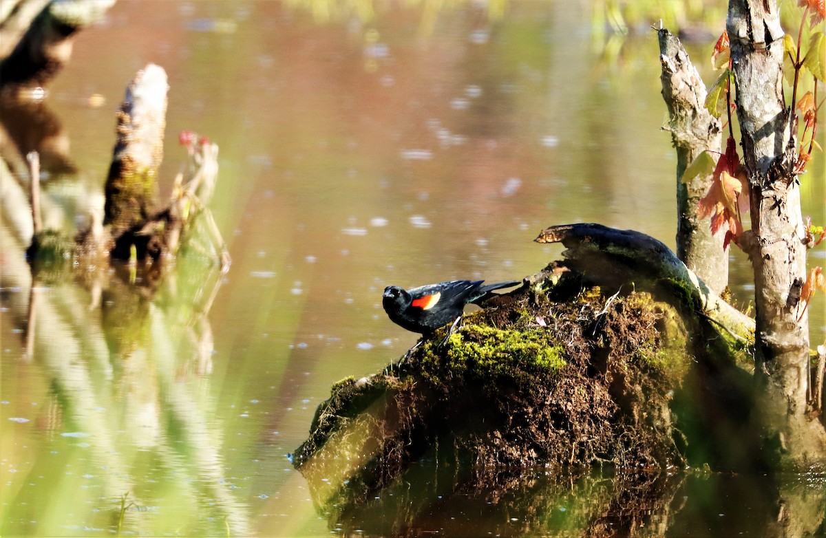Red-winged Blackbird - ML324546681