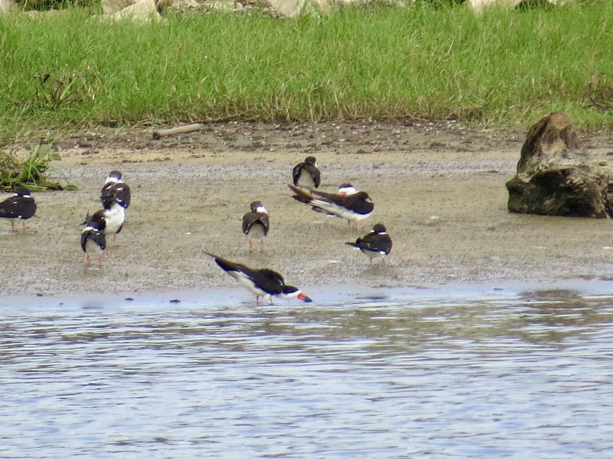 Black Skimmer - ML324546861