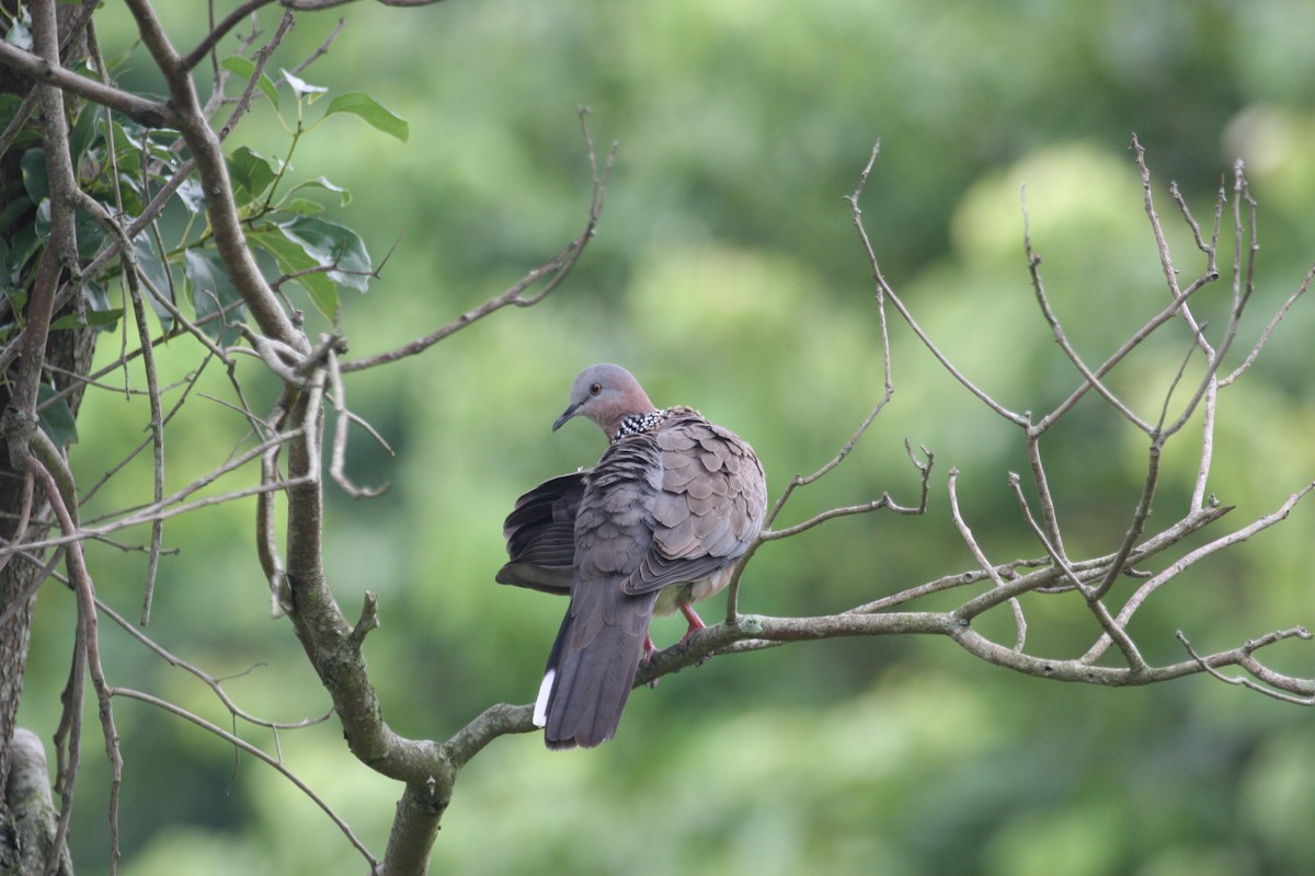Spotted Dove - ML32454691