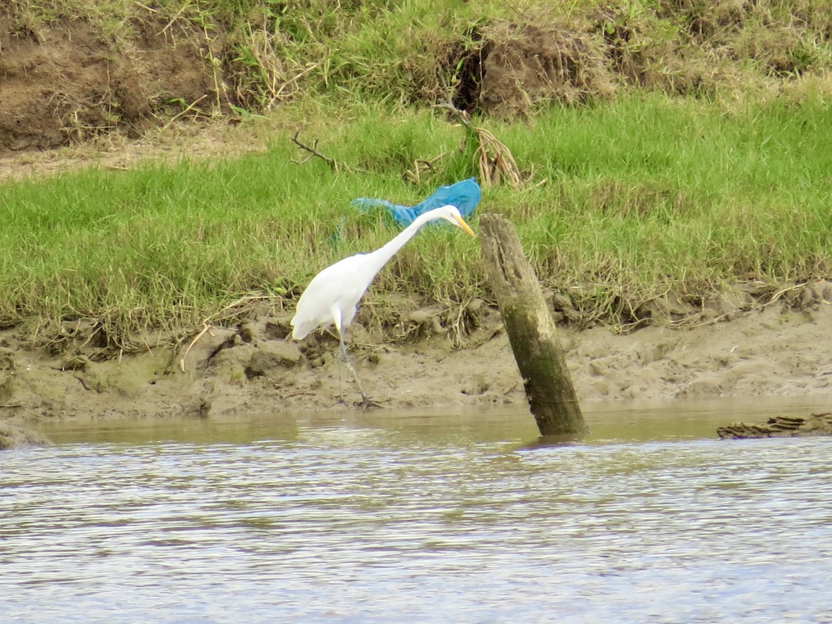 Great Egret - ML324547751