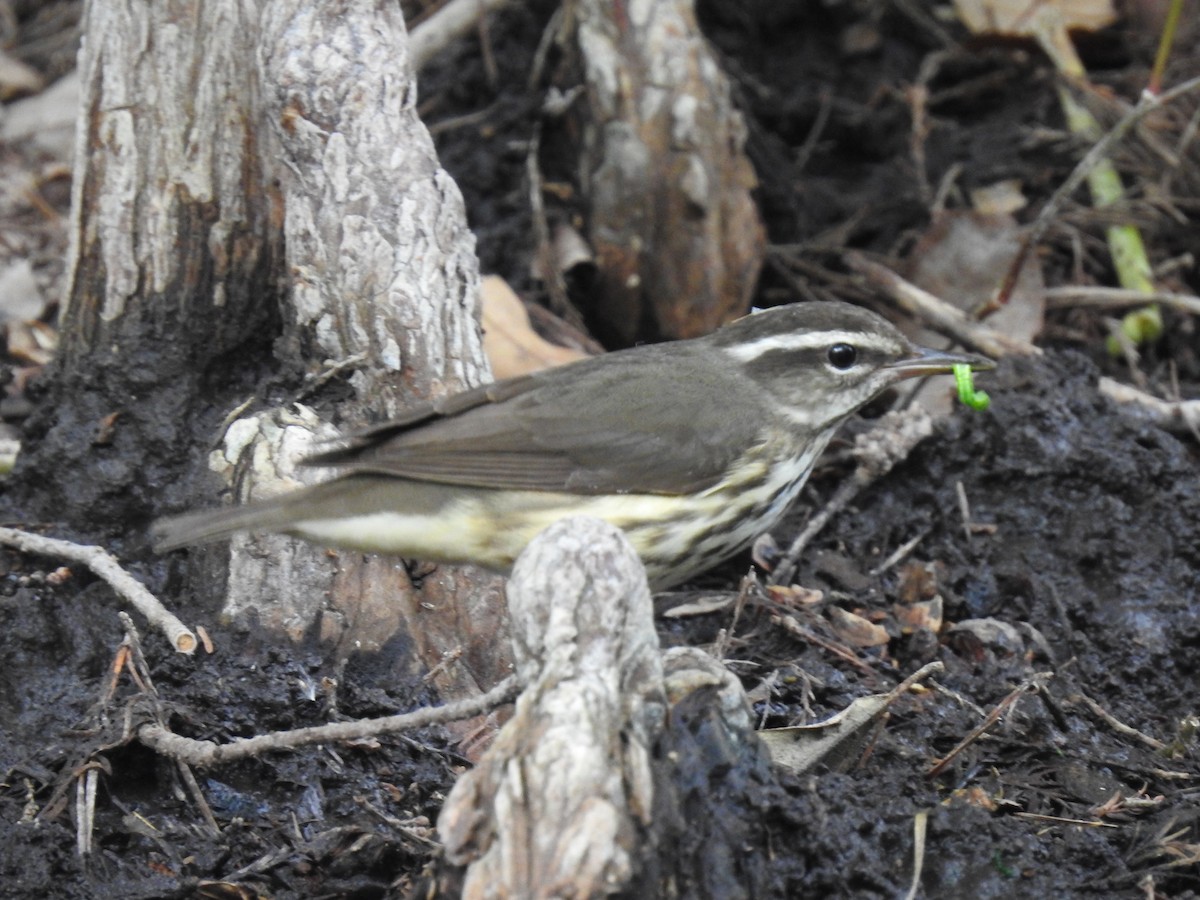 Louisiana Waterthrush - ML324548201