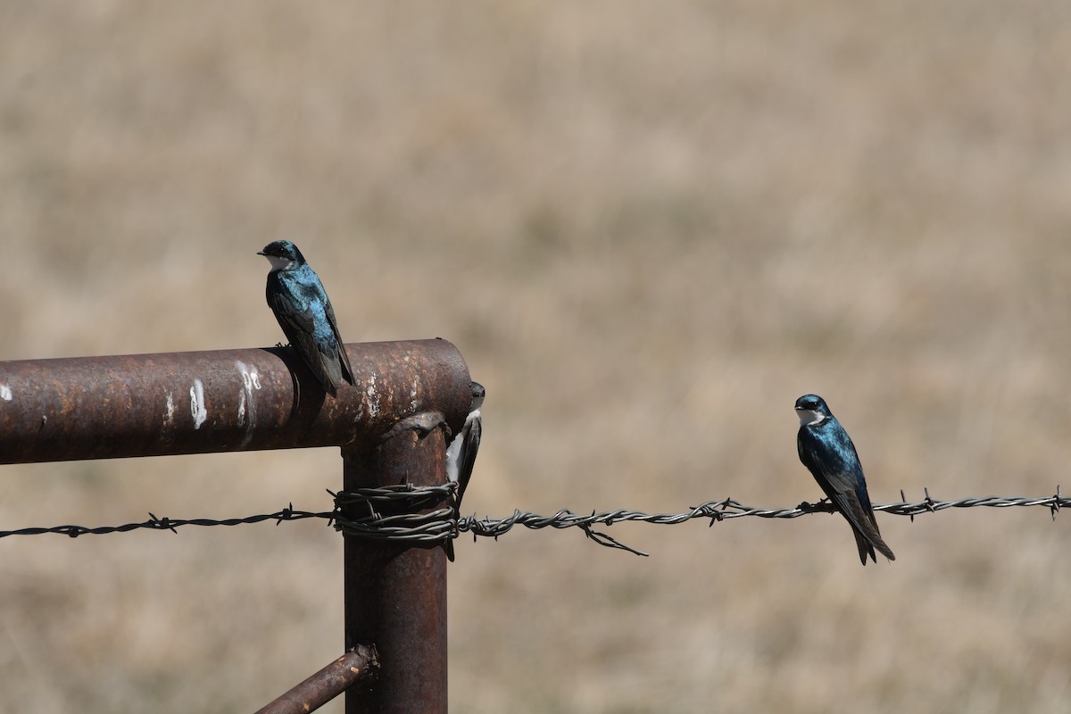 Tree Swallow - ML324550741