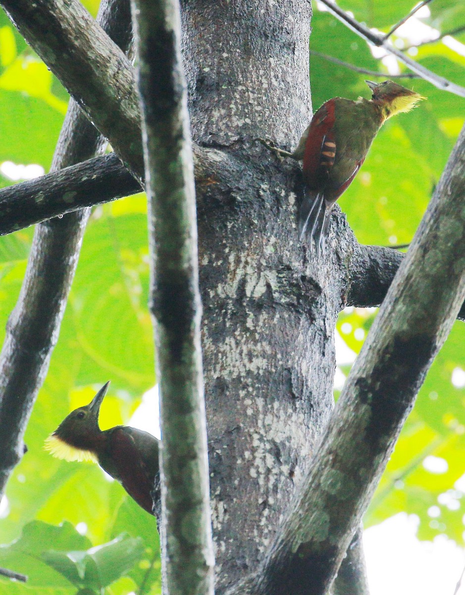 Checker-throated Woodpecker - Neoh Hor Kee