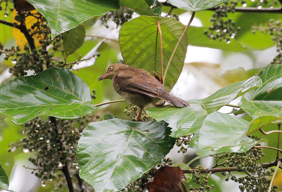 Cream-vented Bulbul - ML32455171