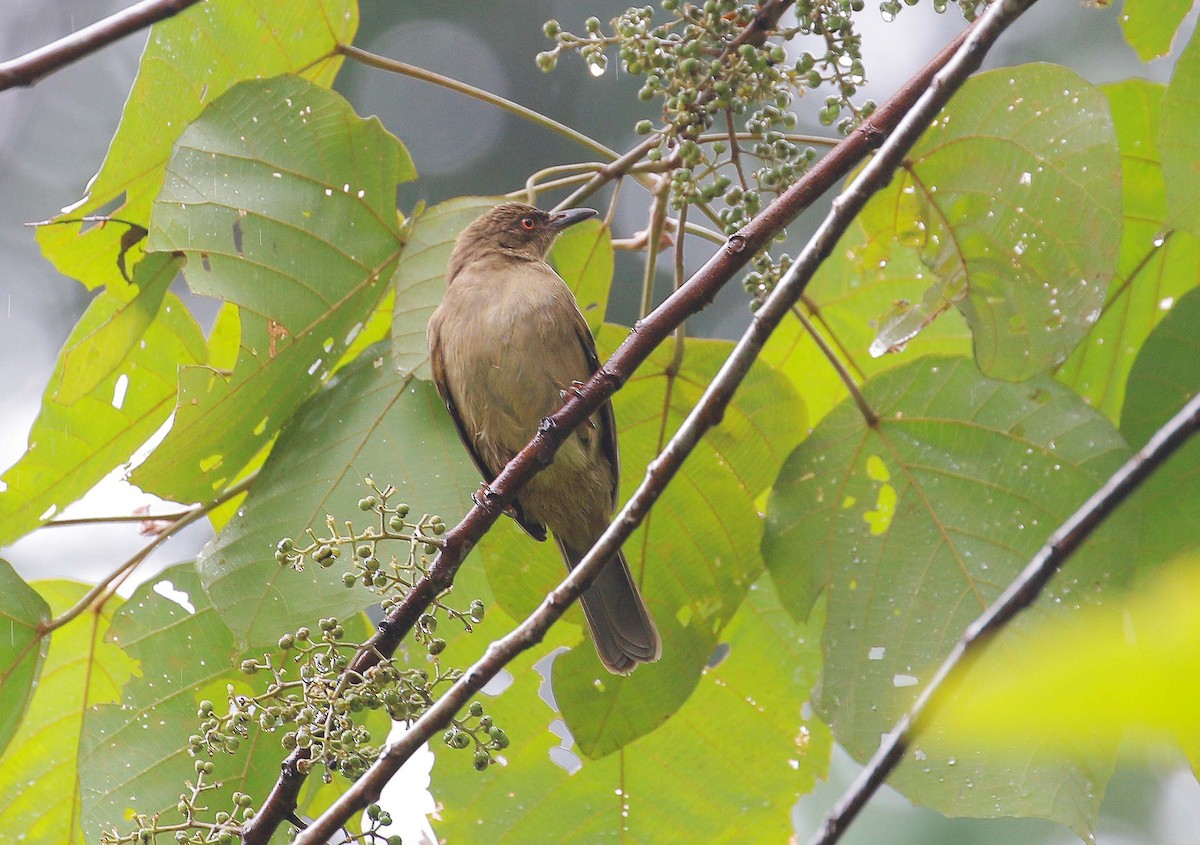 Red-eyed Bulbul - ML32455181