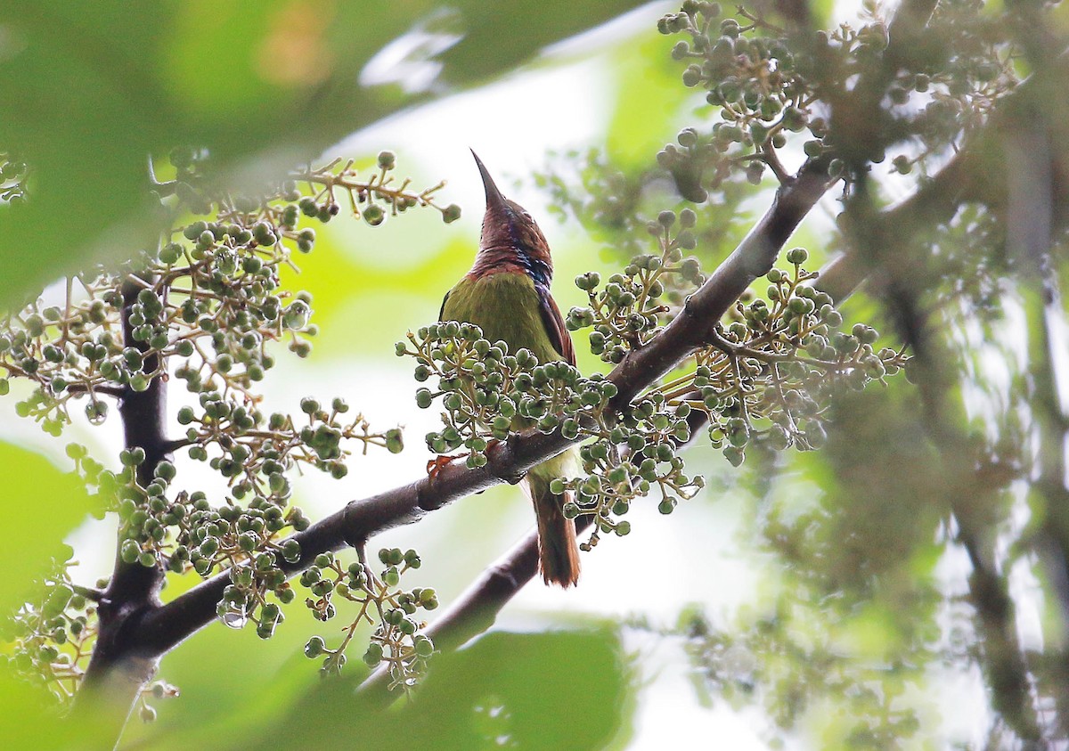 Red-throated Sunbird - ML32455261