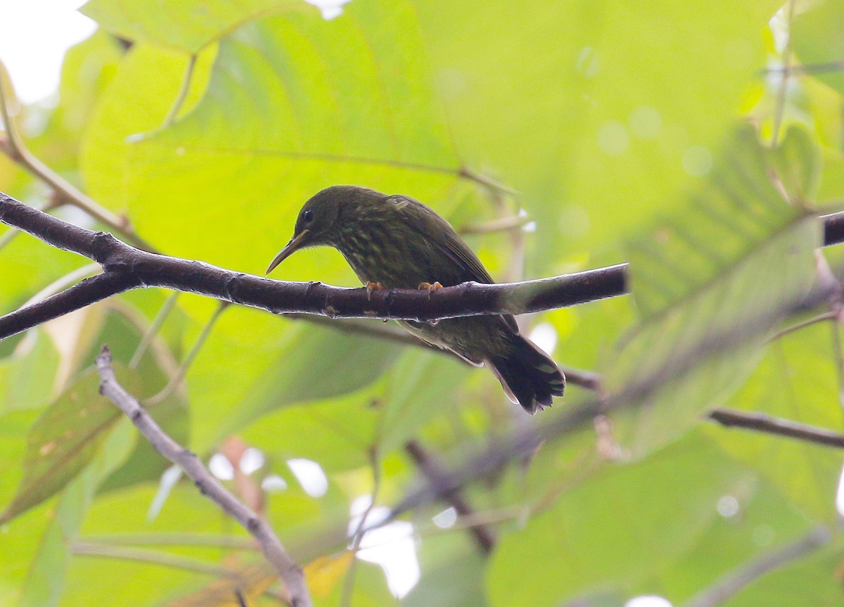 Purple-naped Spiderhunter - Neoh Hor Kee