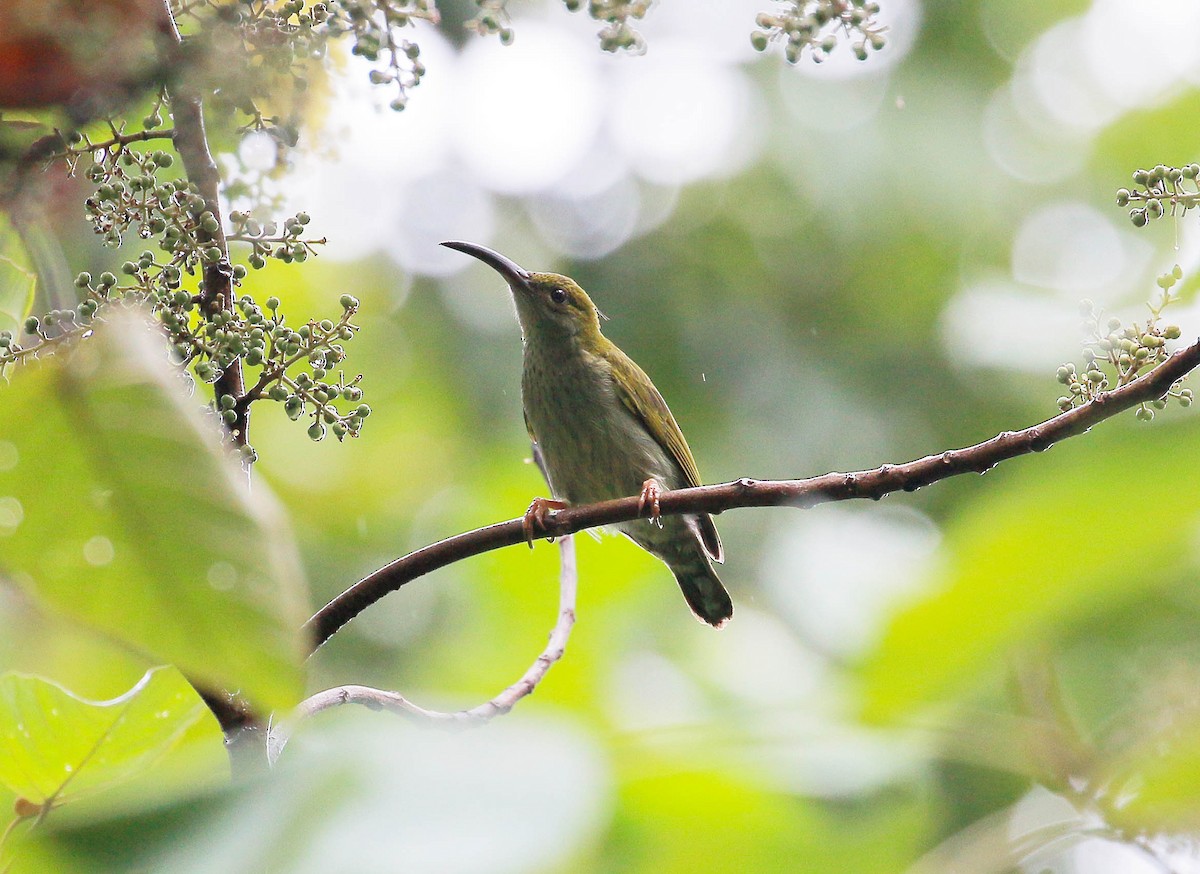 Gray-breasted Spiderhunter - ML32455301