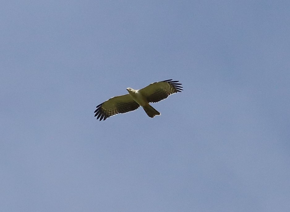 Oriental Honey-buzzard - ML32455311