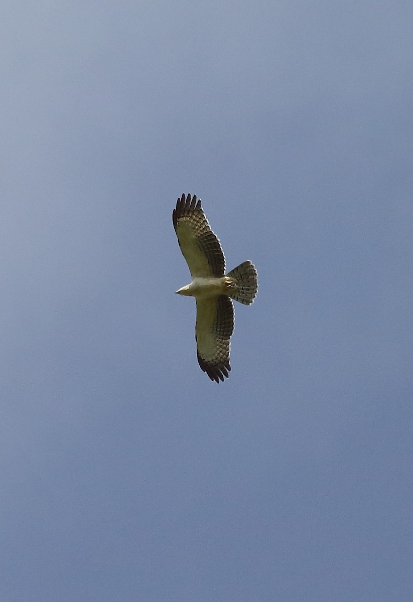 Oriental Honey-buzzard - ML32455321