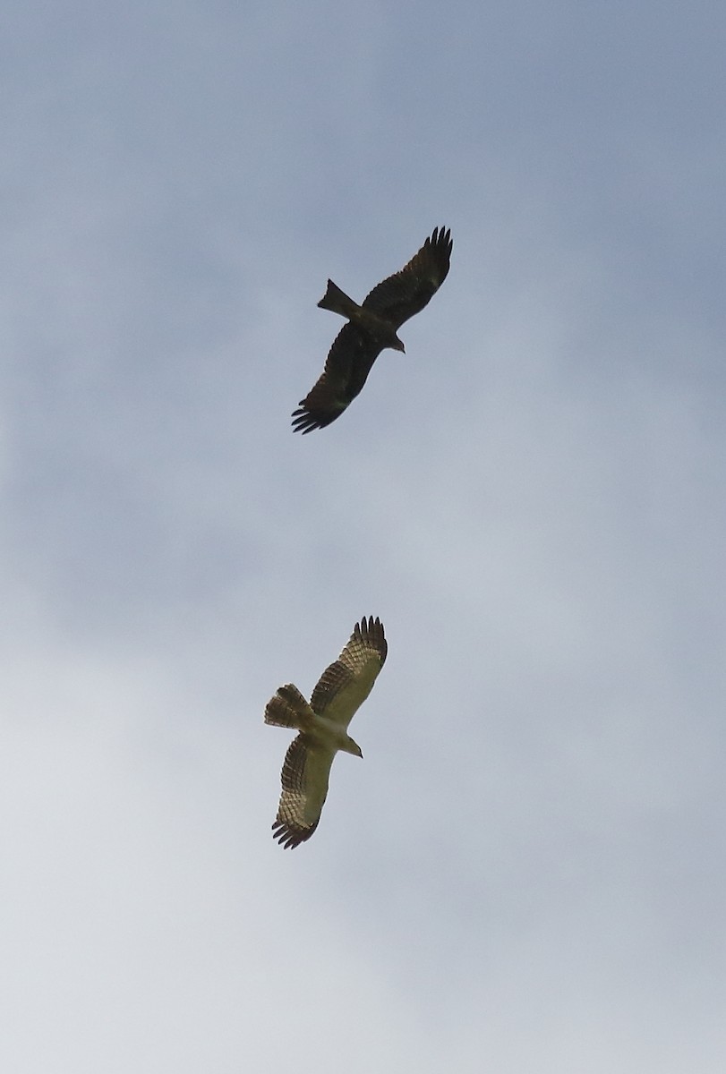 Oriental Honey-buzzard - ML32455331