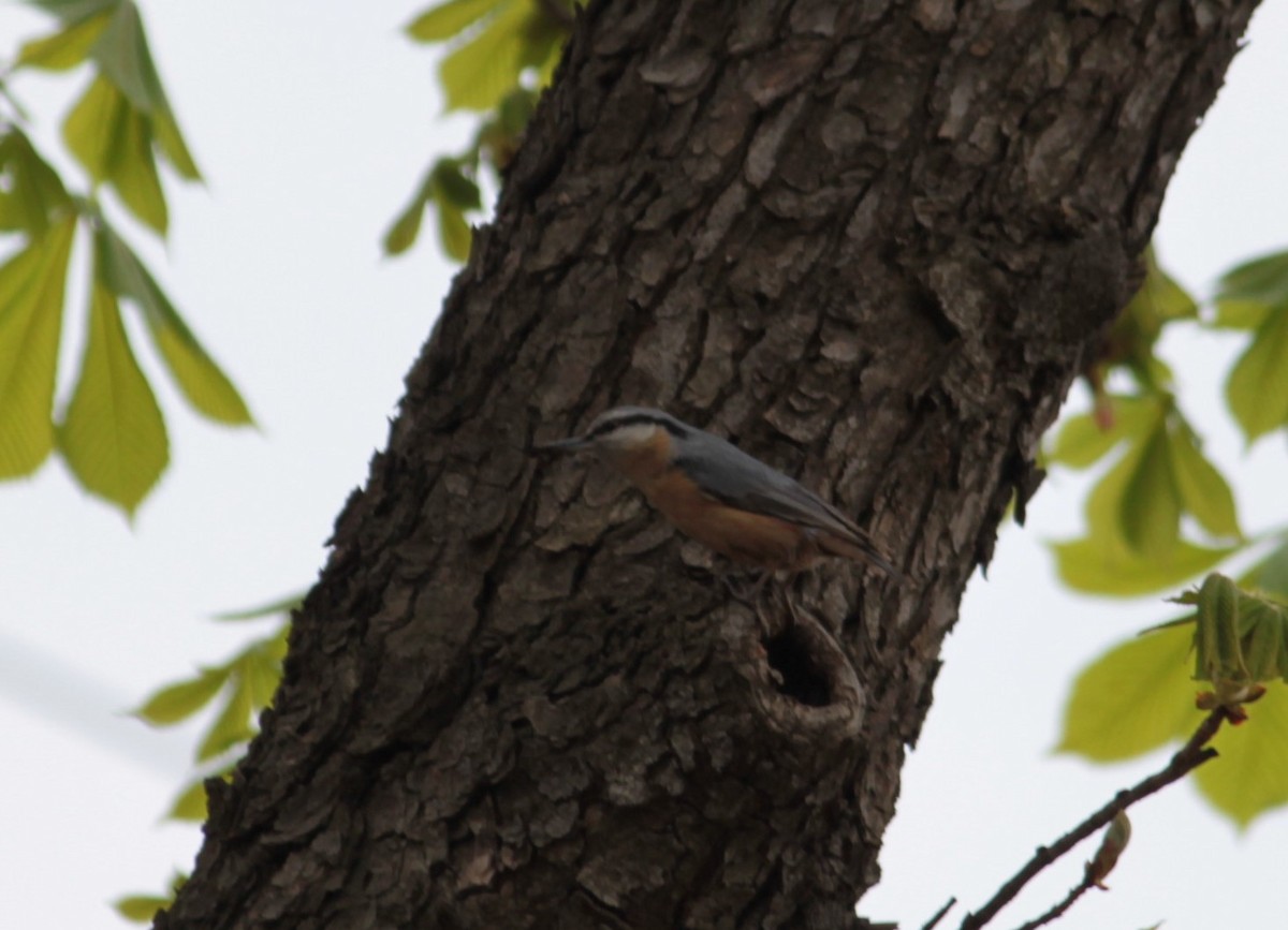 Eurasian Nuthatch - Dijana  Serhatlic