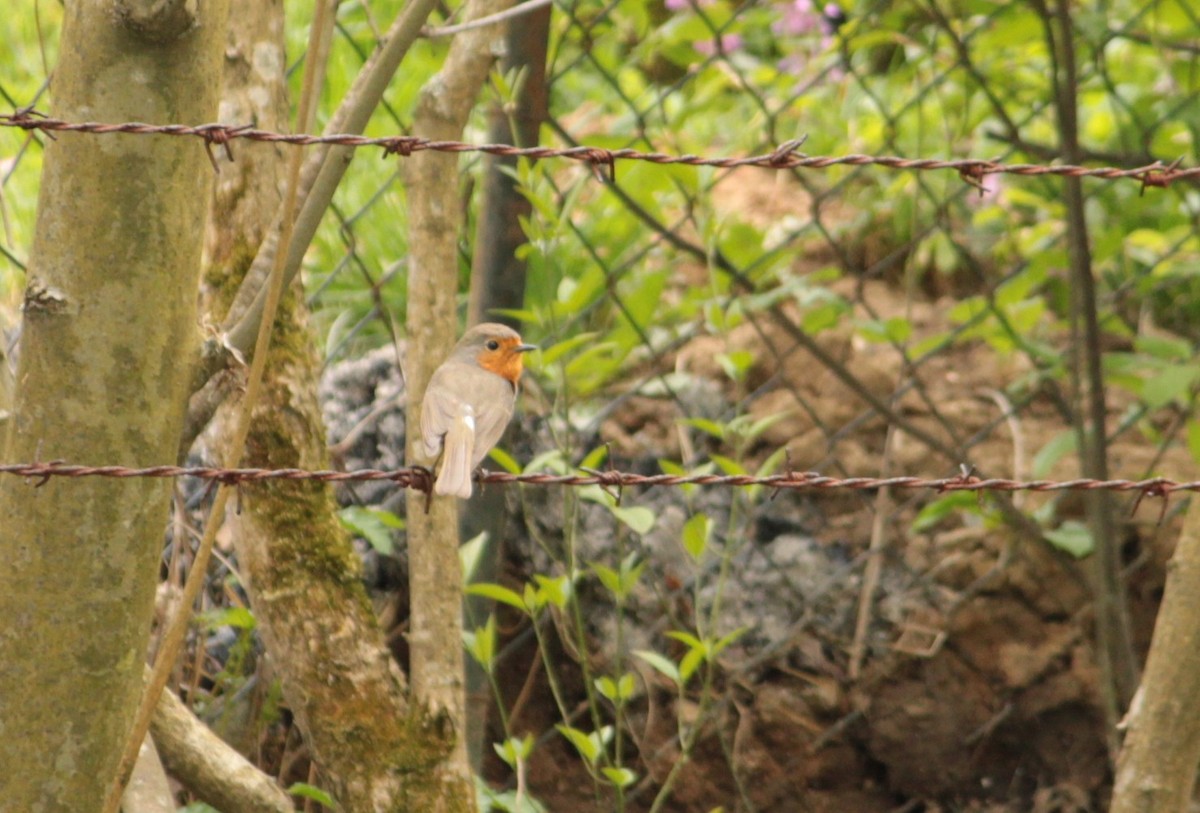 European Robin - Dijana  Serhatlic