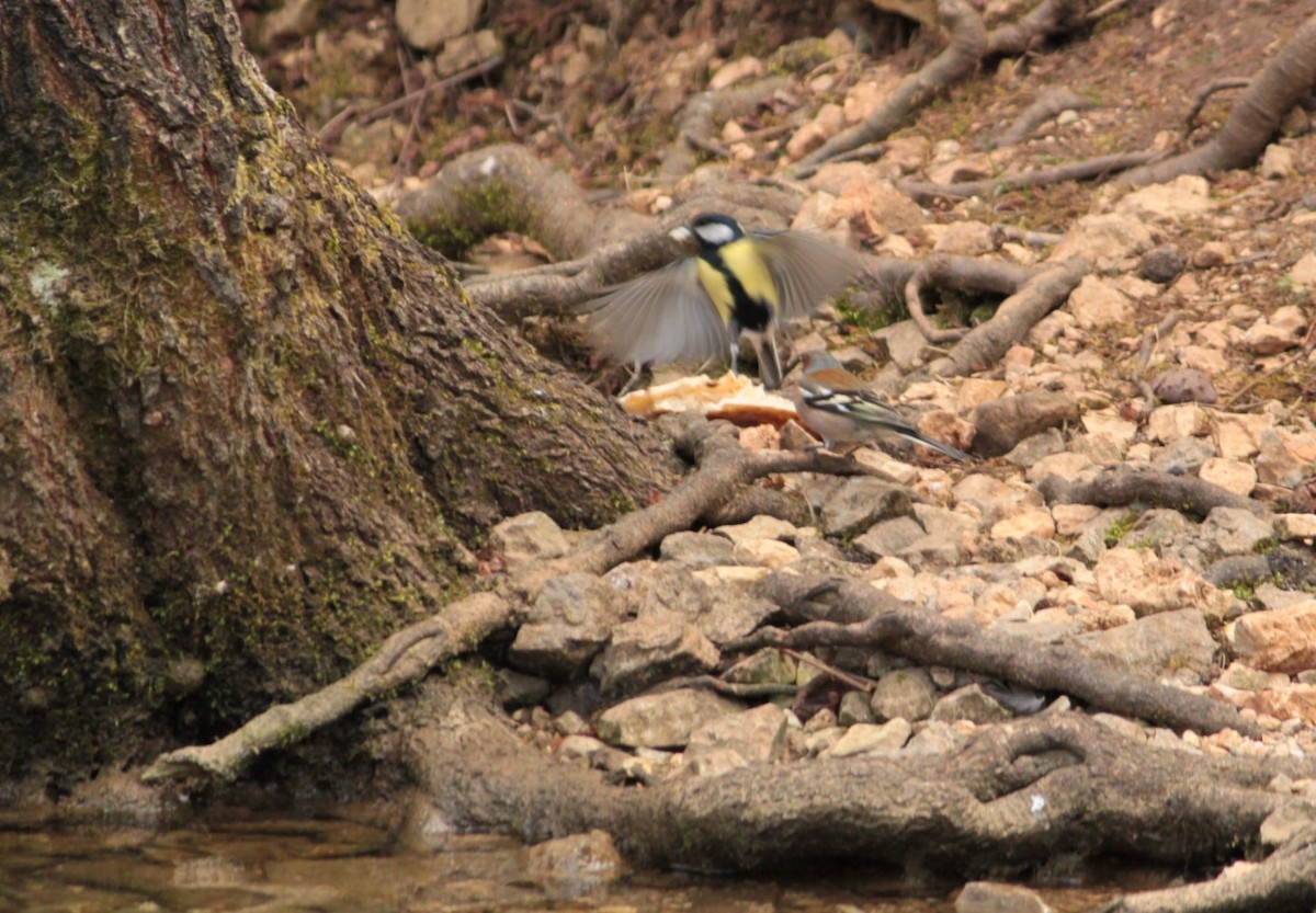 Great Tit - Dijana  Serhatlic