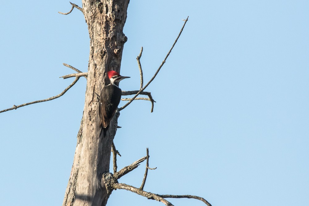 Pileated Woodpecker - ML324554241