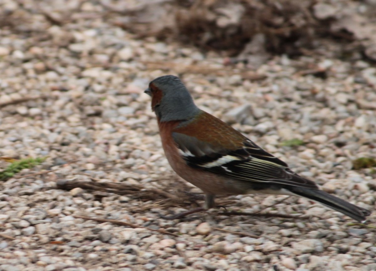 Common Chaffinch - Dijana  Serhatlic