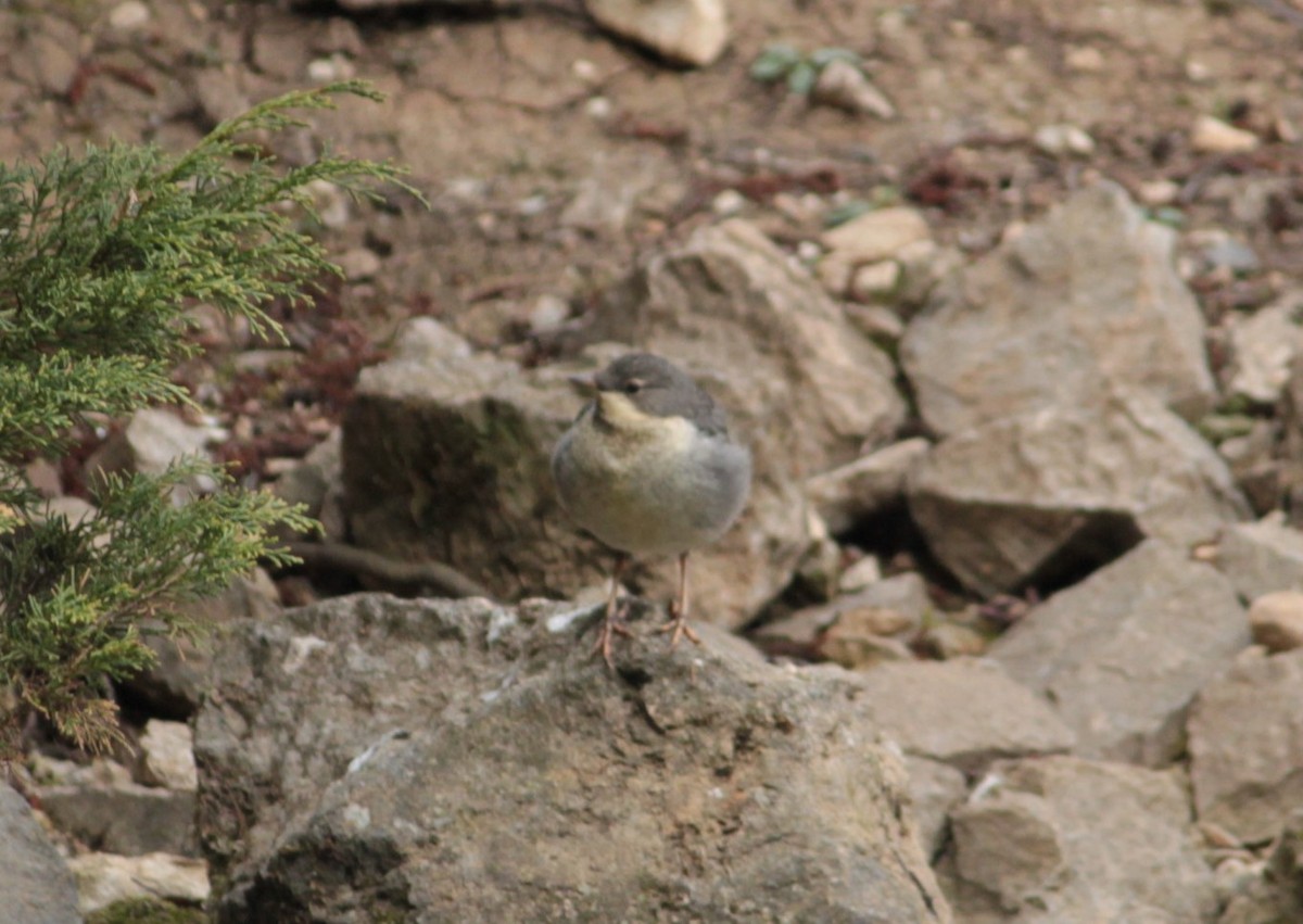 White-throated Dipper - Dijana  Serhatlic