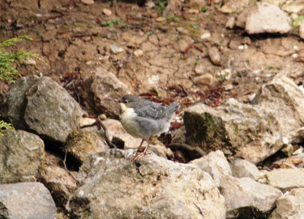 White-throated Dipper - ML32455481