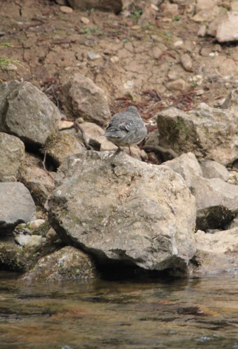 White-throated Dipper - ML32455491