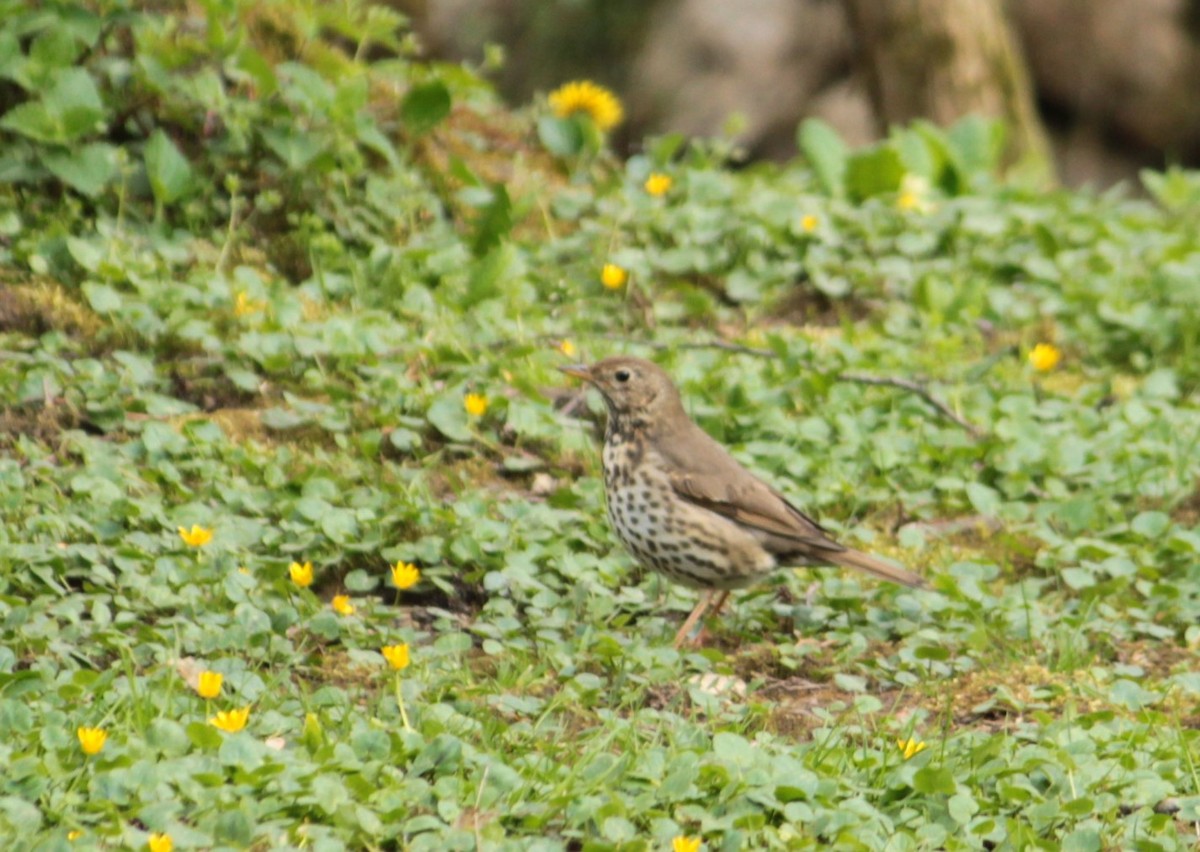 Mistle Thrush - Dijana  Serhatlic