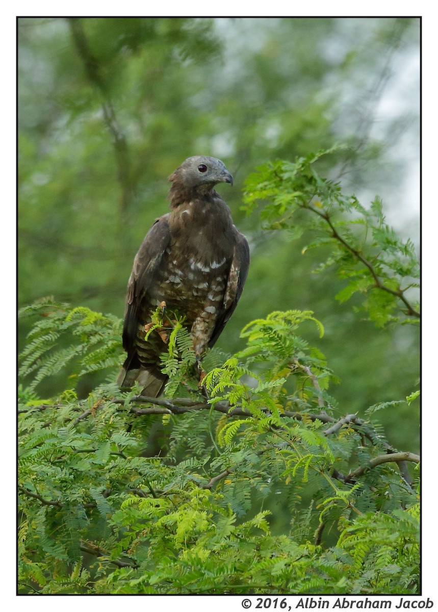 Oriental Honey-buzzard - ML32455541