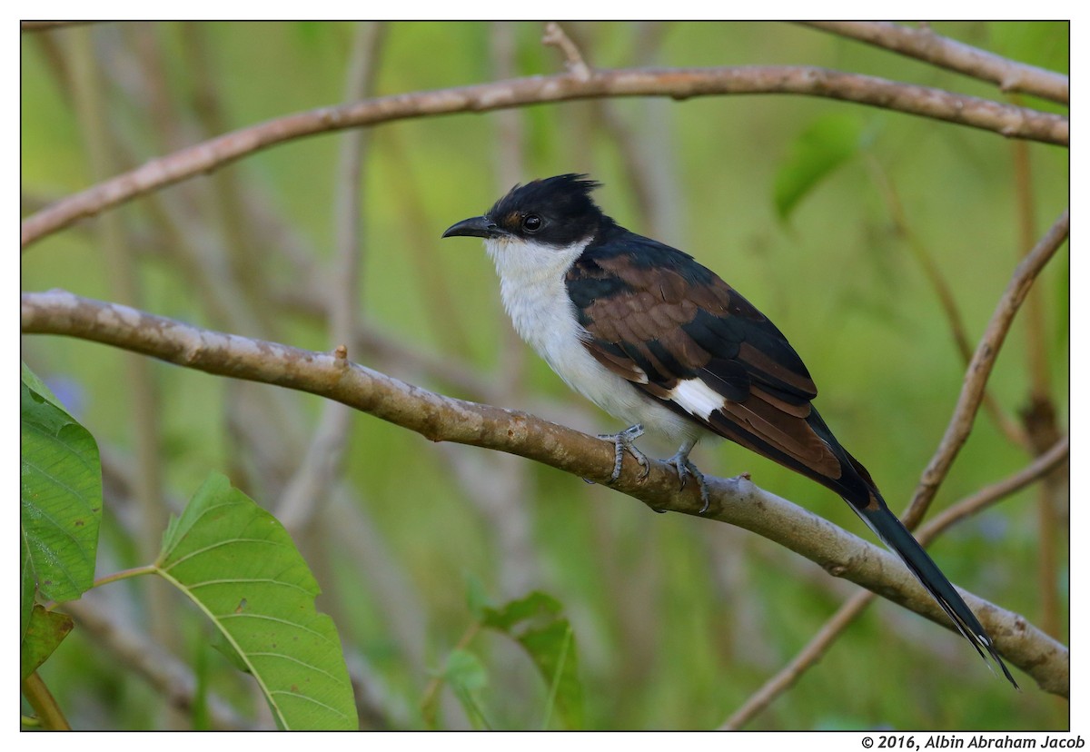 Pied Cuckoo - ML32455551