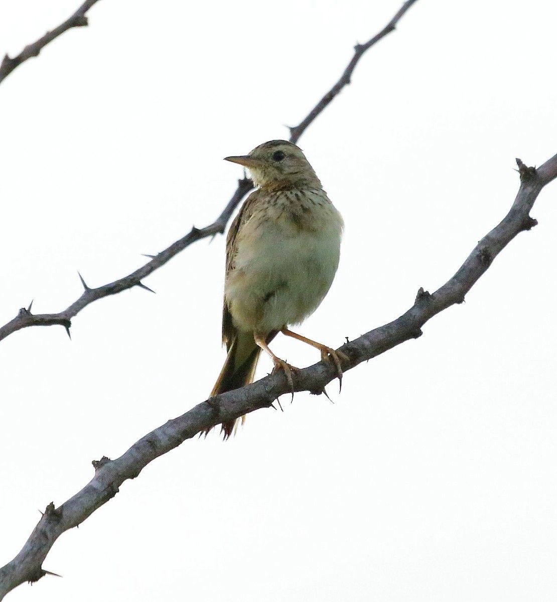 Paddyfield Pipit - Albin Jacob