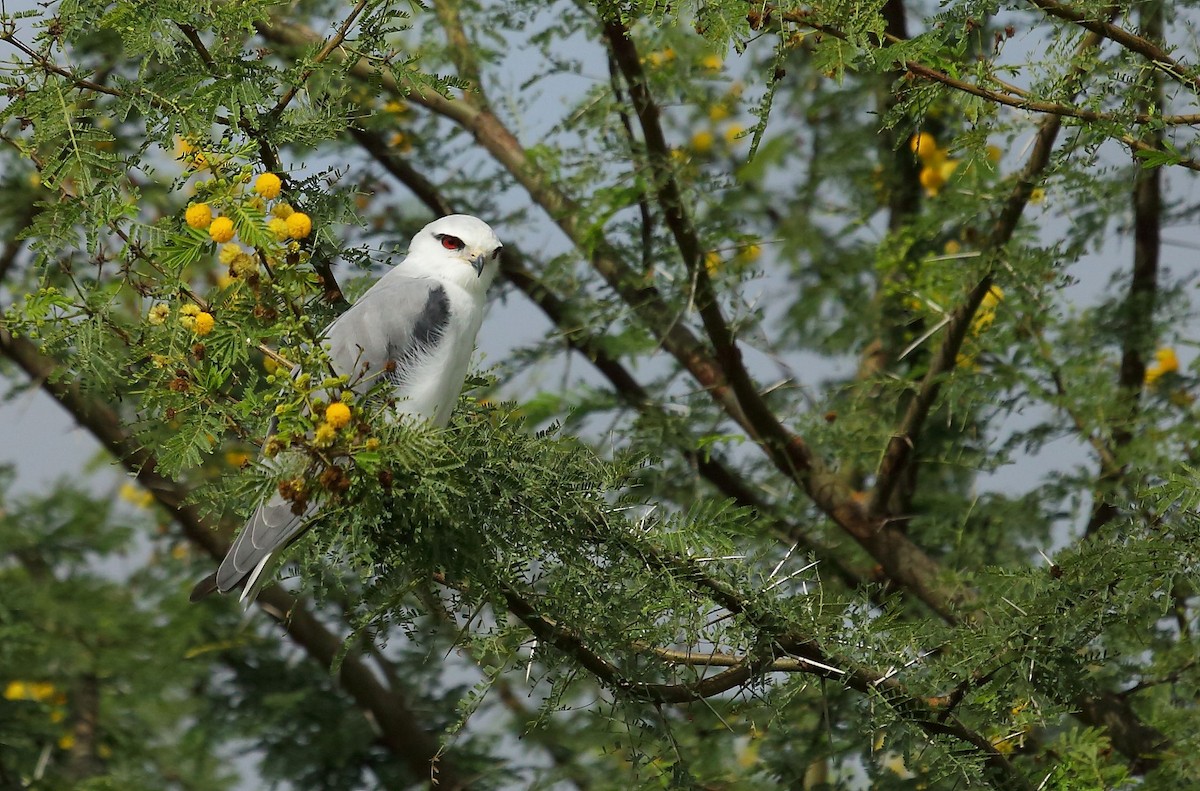 Black-winged Kite - ML32455821