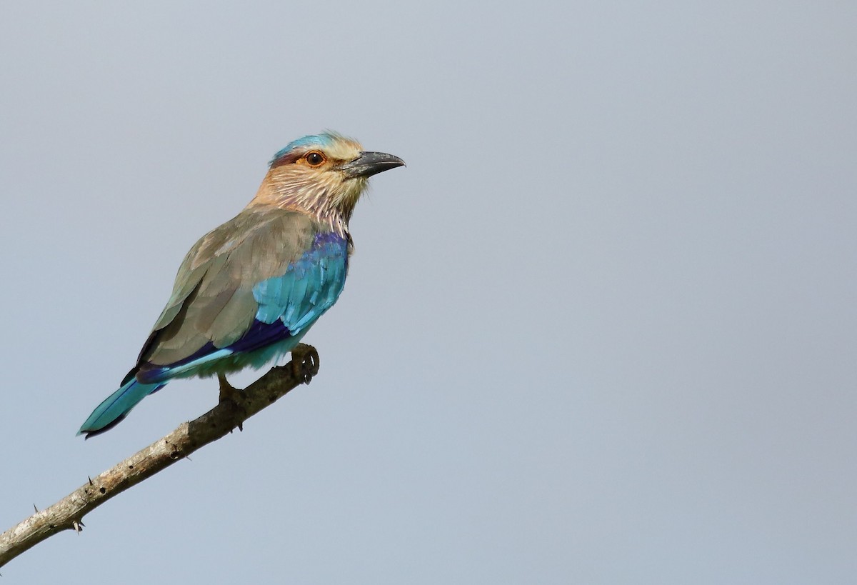 Indian Roller - ML32455831