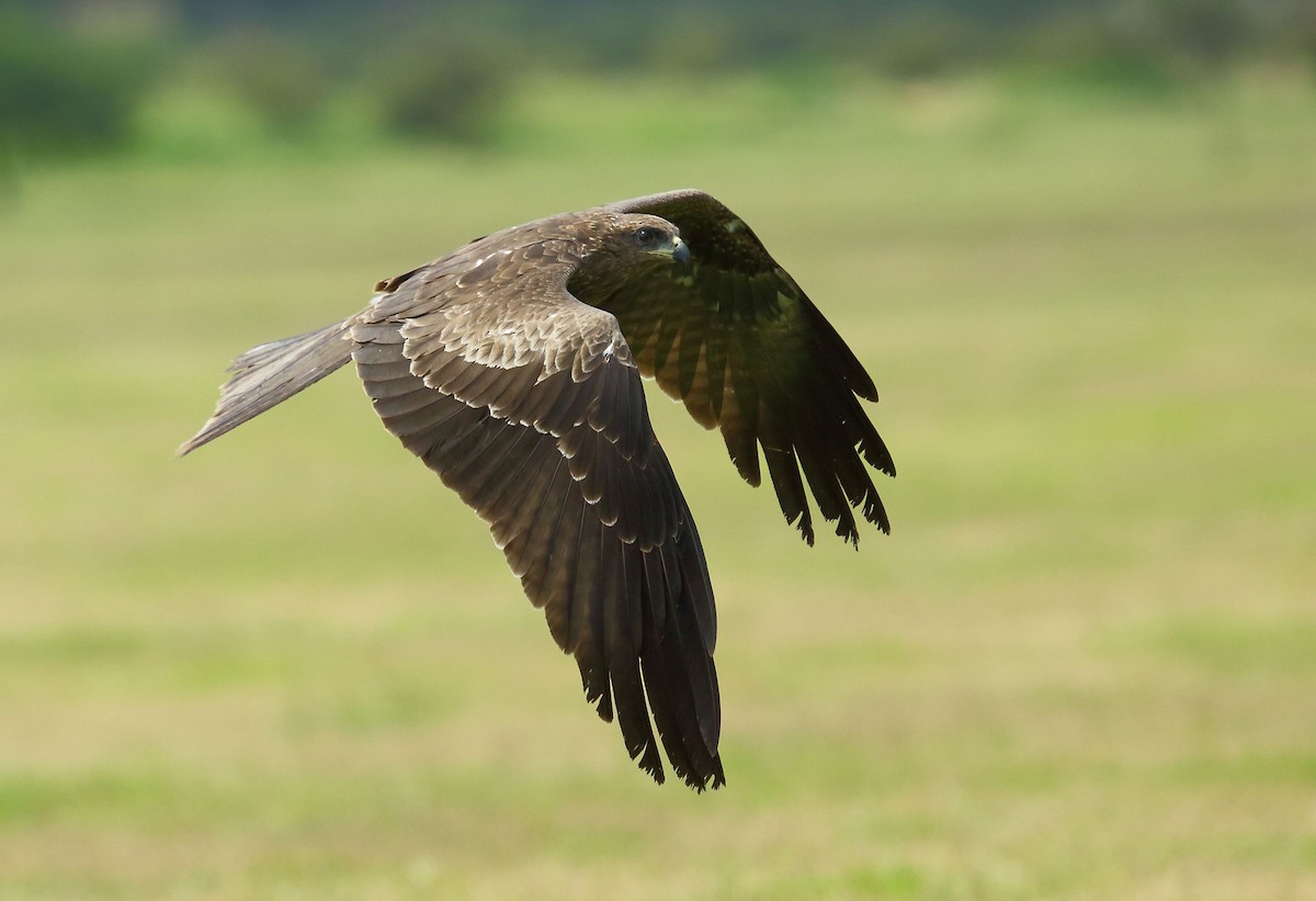 Black Kite - ML32455871