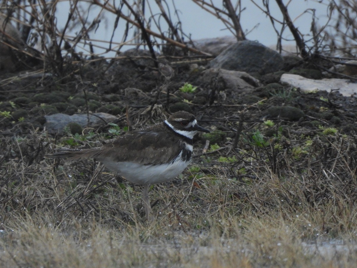 Killdeer - ML324558731